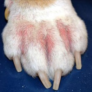 2012-08-12-060816-skin-problems-in-dogs-s2-dogs-paw-with-allergy.jpeg